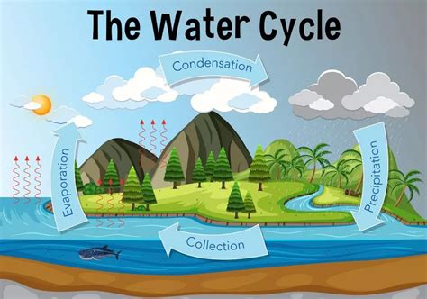 [Solved] Explain with illustration a) Water cycle, b) Oxygen cycle, c)... | Course Hero