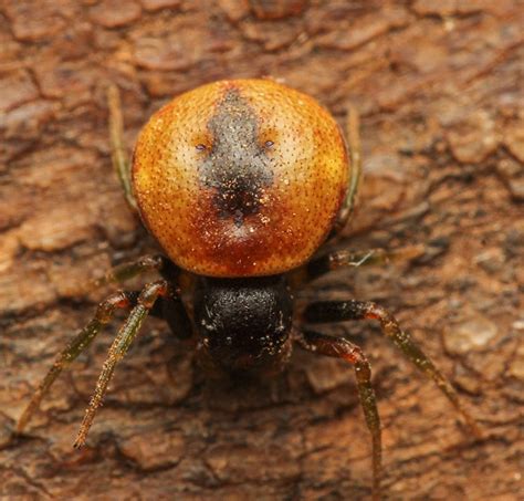 A treasure chest of spiders at Sterkspruit Nature Reserve | Lowvelder