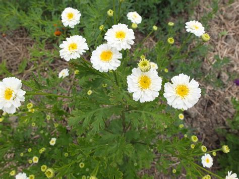 Feverfew Seeds — Ravensong Seeds & Herbals