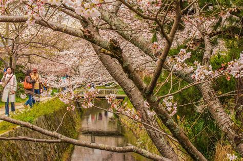 Sakura (桜）Hotspots in Kyoto 2012! | Flower view, Kyoto, Cherry blossom season