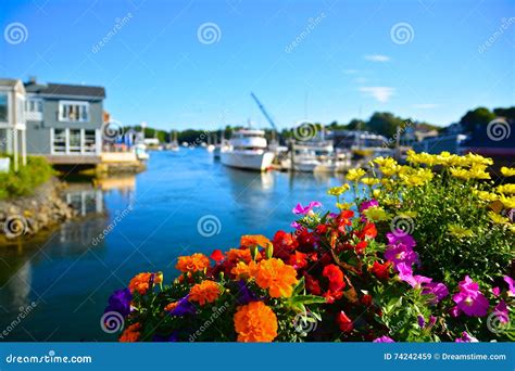 Summer Flowers in Kennebunkport, Maine Stock Image - Image of macro, blue: 74242459