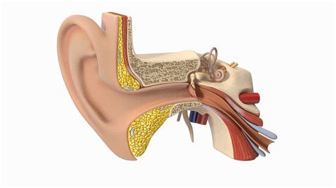 3D model human ear anatomy structure - TurboSquid 1645933