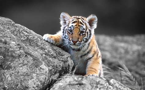 Baby White Tiger Wallpapers - Wallpaper Cave