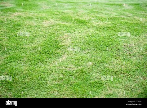 Cricket field grass hi-res stock photography and images - Alamy