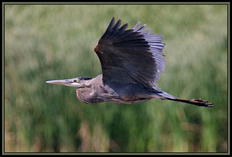 Marshland Birds (10 pics): Pentax SLR Talk Forum: Digital Photography Review