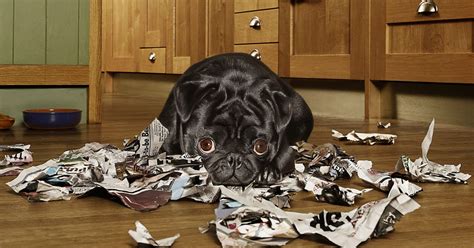 An Evolutionary Explanation for Your Dog’s Guilty Face -- Science of Us