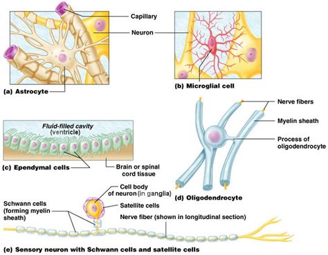 Glial Cells Diagram