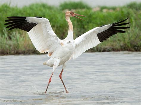 Siberian Crane