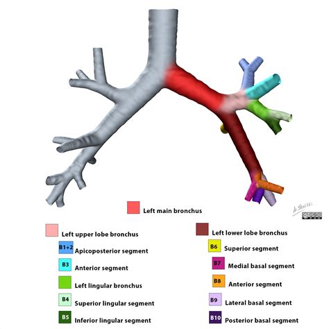 Radiopaedia - Drawing Left bronchial tree from anterior - English labels | AnatomyTOOL