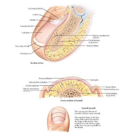 Anatomy of Toenail The average growth rate of toenails is about 1 mm a ...