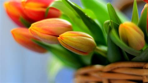 Orange Tulips Bunch Wallpapers - Wallpaper Cave