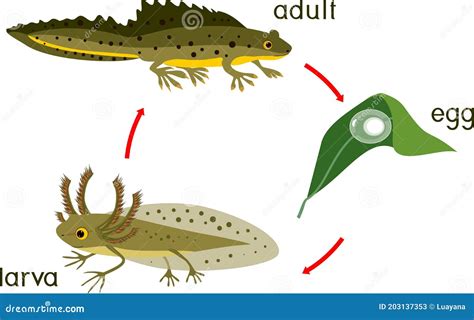 Newt Life Cycle. Sequence of Stages of Development of Crested Newt from ...