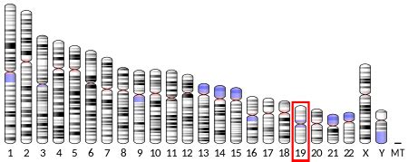 Chromosome 19 open reading frame 33 - Wikipedia