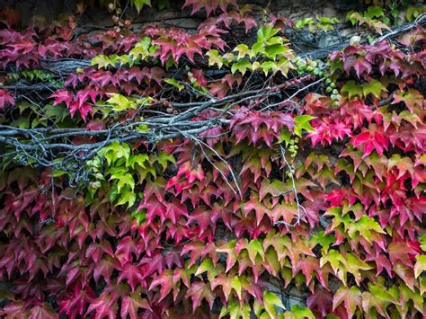 Boston Ivy Propagation - Taking Cuttings From Boston Ivy Plants