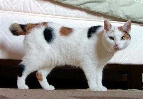 Cat Breed of the Day: The Cymric