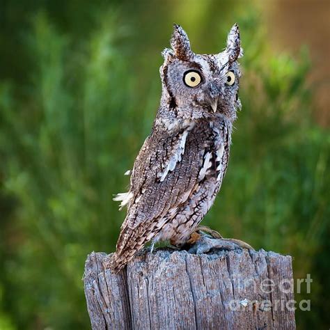 Western Screech Owl by John Bartelt | Western screech owl, Screech owl, Owl species