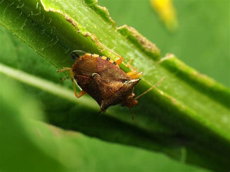 Maryland Biodiversity Project - Spined Soldier Bug (Podisus maculiventris)