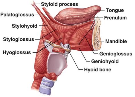 Tongue Muscles Anatomy