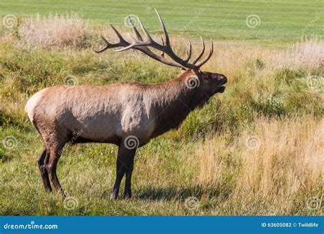 Bugling Bull Elk stock photo. Image of deer, fall, bull - 63605082