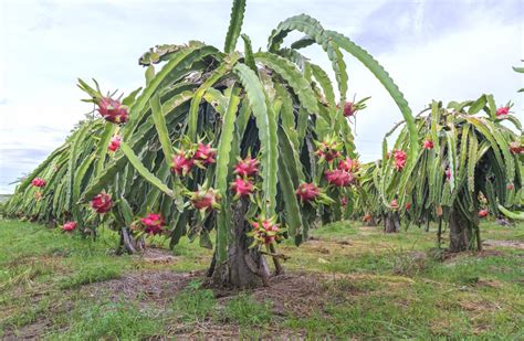 Dragon Fruit Plant - Gardenerdy