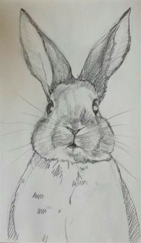 Pin by this is joee on cute | Animal drawings sketches, Animal drawings, Art drawings sketches ...