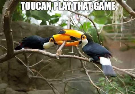 two toucan birds sitting on top of a tree branch next to each other