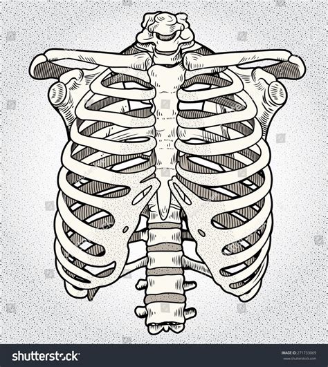 Ribcage 库存矢量图（免版税）271733069 | Shutterstock | Skeleton drawings, Skeleton art, Rib cage drawing