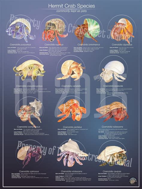 Hermit crab species poster | The Crab Street Journal | Hermit crab, Crab species, Hermit crab shells