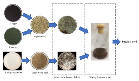 Fermentation | Free Full-Text | Direct Succinic Acid Production from Minimally Pretreated ...