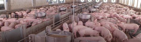 Swine Farming Measurement System - Neousys Technology