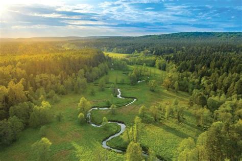 The importance and role of forests in Poland | Airclim