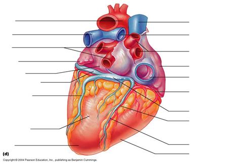 heart diagram unlabeled - Google Search | Heart anatomy, Heart diagram, Anatomy