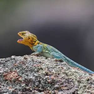 Common Collared Lizard - Facts, Diet, Habitat & Pictures on Animalia.bio