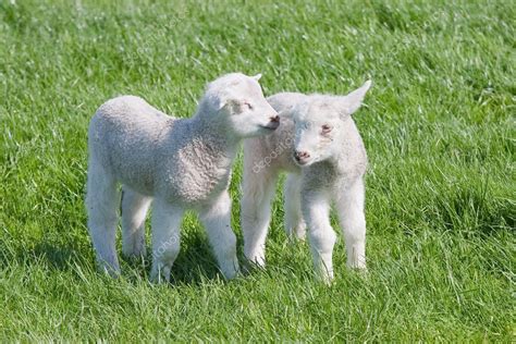 Satisfied Young lambs in the pasture at springtime — Stock Photo ...