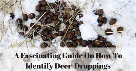 What Does Deer Poop Look Like? How To Identify Deer Droppings (2021) Update