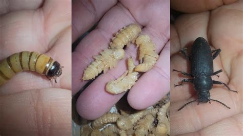 Superworm Life Stages - Larva Pupa Adult Beetle (Zophobas morio ...