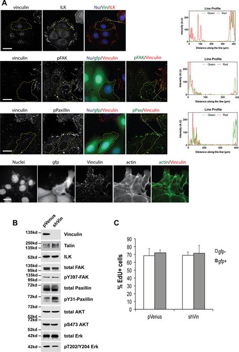 Loss of vinculin expression does not affect cell-ECM adhesions in 2D... | Download Scientific ...