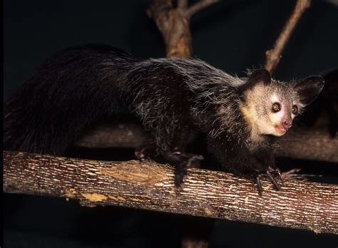 Aye-aye - Duke Lemur Center