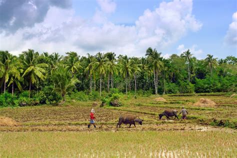 Asian primitive farming stock photo. Image of meadow, crops - 4309906