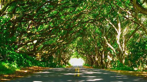 Hawaii Red Road Tree Tunnel. | Tree tunnel, Beautiful roads, Road pictures