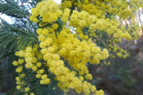 Lovely Mimosa Flower Meaning and Symbolism | Florgeous