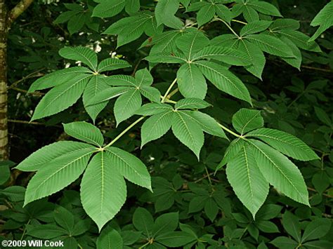 Yellow Buckeye (Aesculus flava)