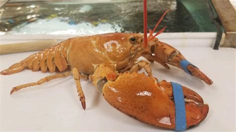 Toms River Stop and Shop trying to rehome rare orange lobster - ABC7 ...