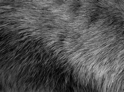 Gray Fur Background Free Stock Photo - Public Domain Pictures