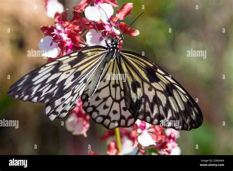 Fairchild tropical botanic garden in hi-res stock photography and images - Alamy