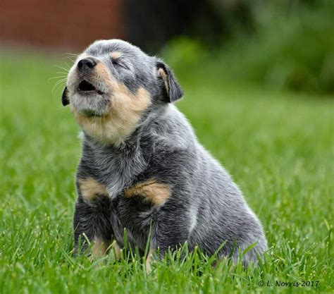 Adorable blue cattle dog! | Blue heeler dogs, Heeler puppies, Dog breeds