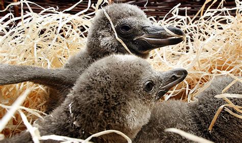 Vulnerable Humboldt Penguin Chicks Born in Washington Zoo | Nature World News