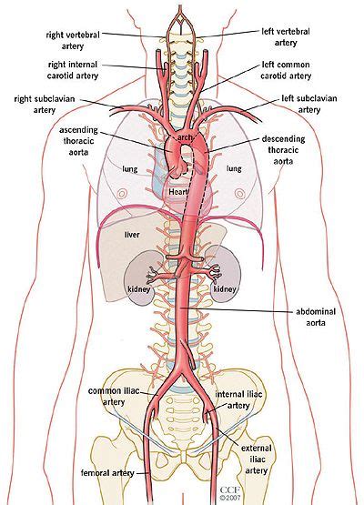 Your Aorta | Medical anatomy, Basic anatomy and physiology, Human anatomy chart