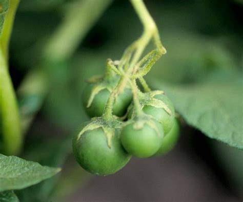 Tomatoes or Potatoes? What is this fruit on my potato plant?