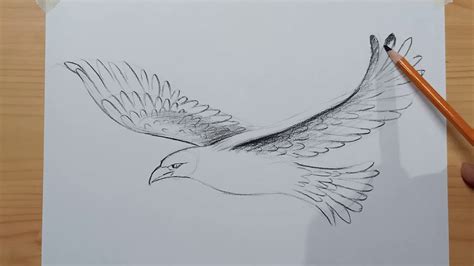 Soaring Eagle Sketch